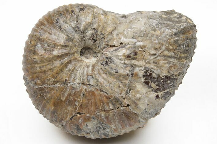 Cretaceous Hoploscaphites Ammonite Fossil - South Dakota #209701